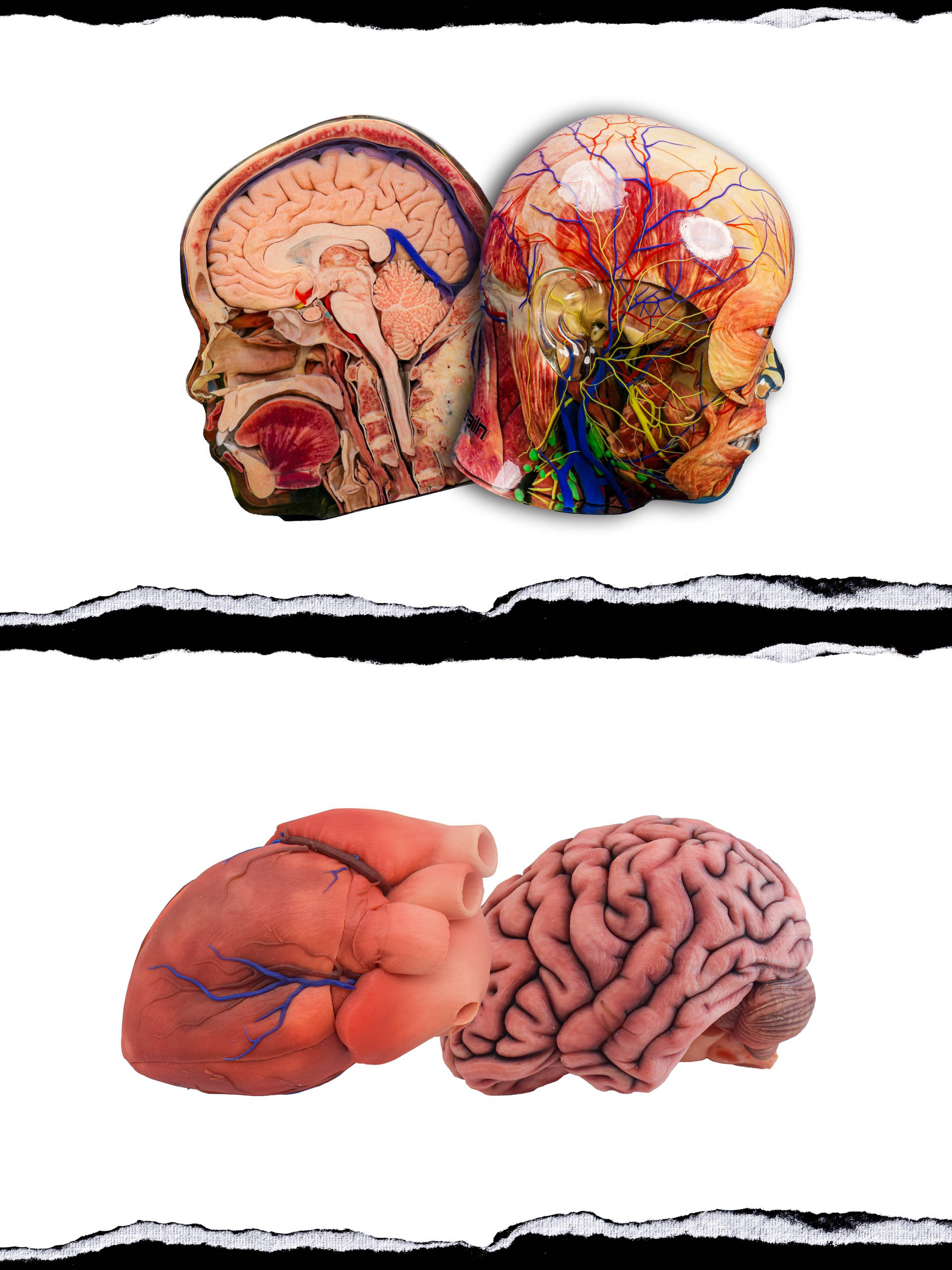 100级硬度可调！<br>复合混合输出！<br>针对人体医学模型和模拟手术模型进行了优化！